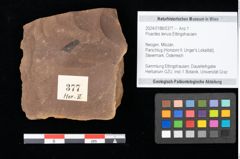 Foto (Objekt + Etikett) von Poacites tenuis Ettingshausen (NHMW-GEO-2024-0188-0377)